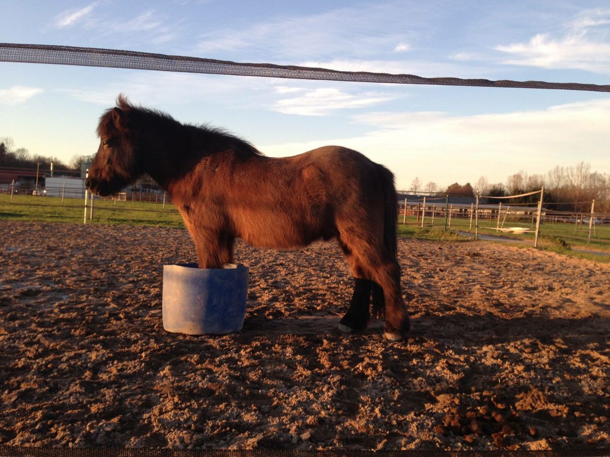 Pony auf Koppel