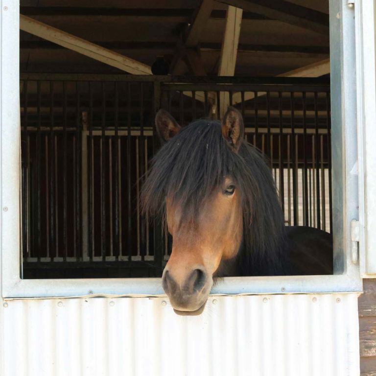 pferd-stall3